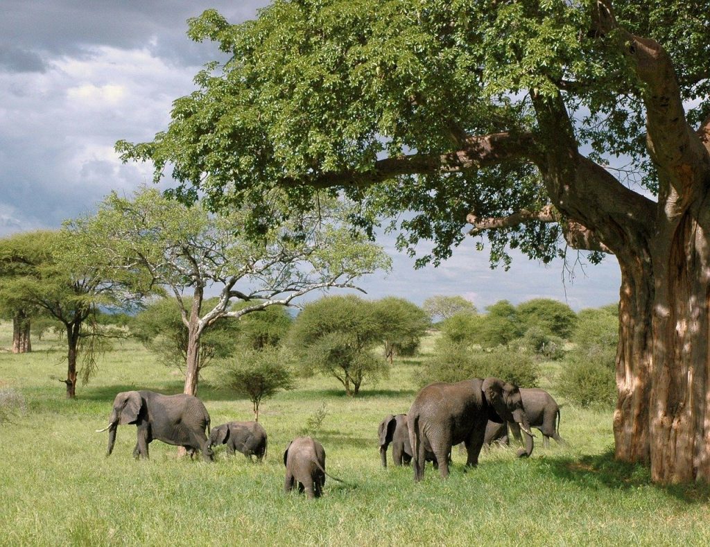 La Tanzanie, le pays des safaris