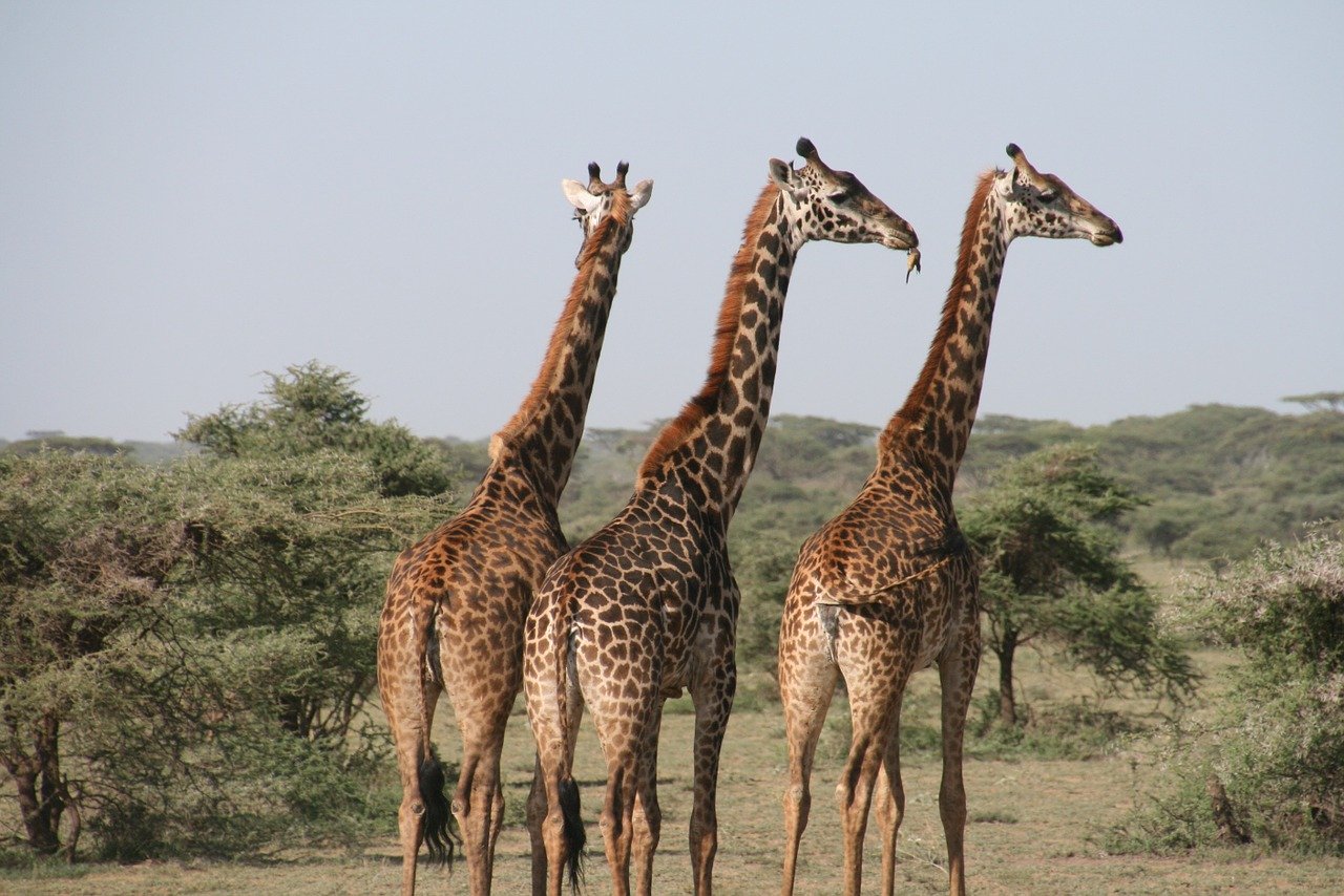 La Tanzanie, le pays des safaris